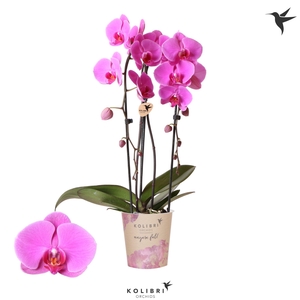 Kolibri Orchids Cascade Niagara Fall Wellness 2 spike