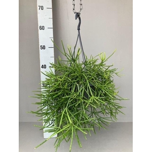 Rhipsalis neves-armondii