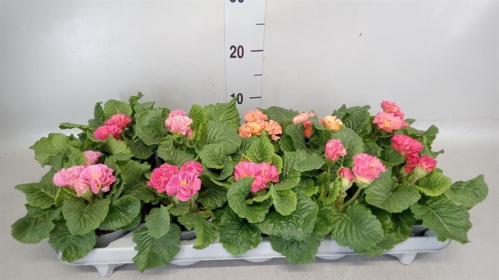 <h4>Primula ac. 'Elodie'</h4>