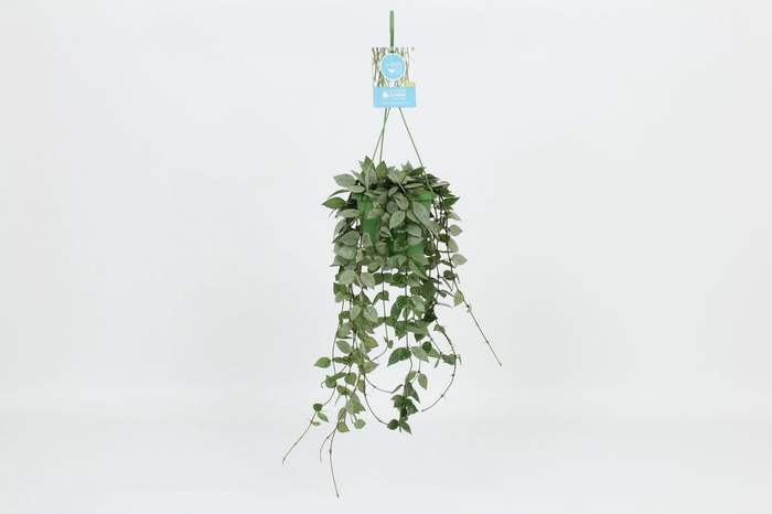 <h4>Hoya Krohniana Eskimo</h4>