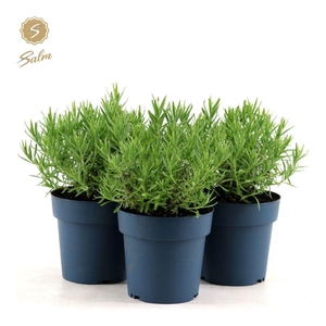 Lavandula ang. 'Felice Light Pink'® P15