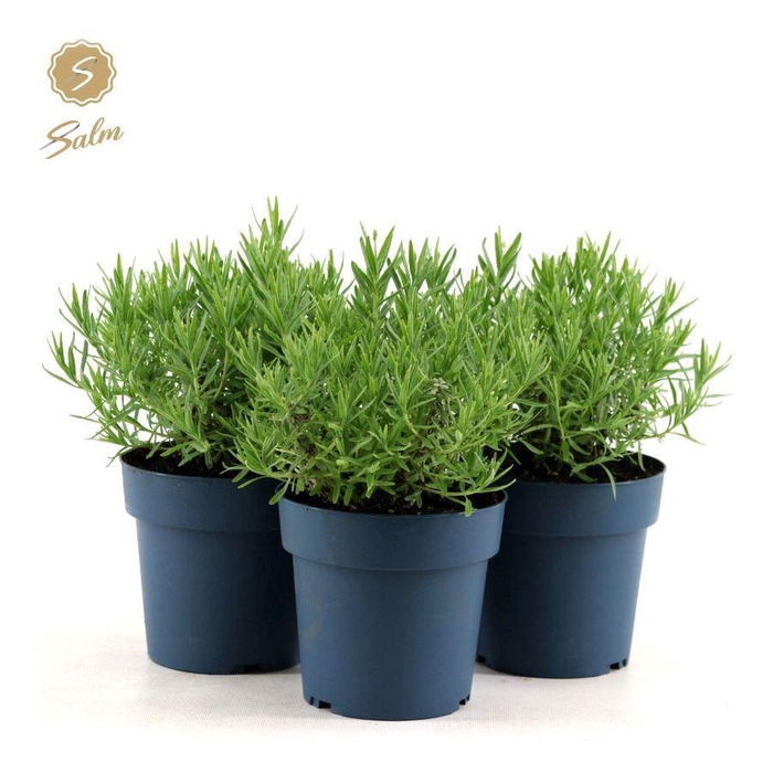 <h4>Lavandula ang. 'Felice Light Pink'® P15</h4>