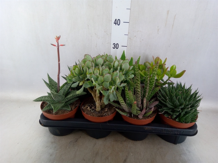 <h4>Succulents   ...</h4>