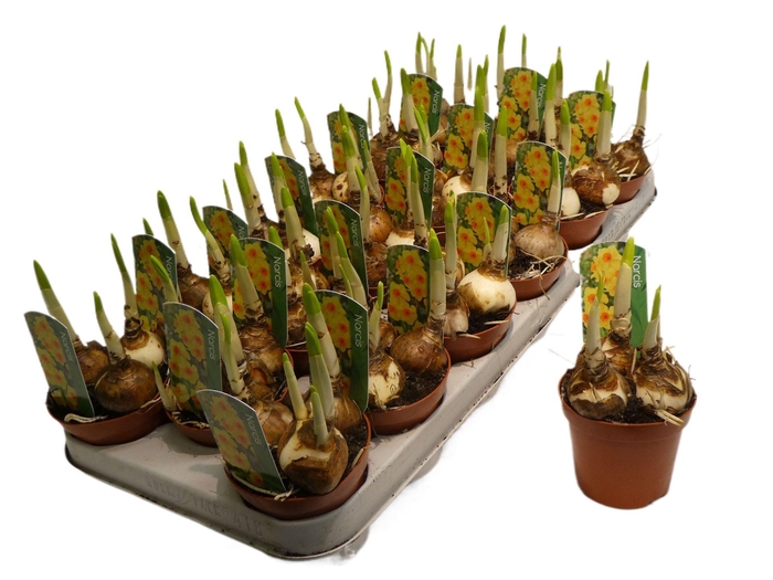 <h4>Narcissus   ...</h4>