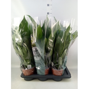 Spathiphyllum  'Bingo Cupido'