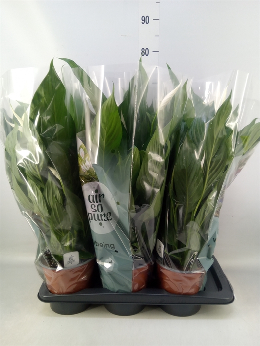 <h4>Spathiphyllum  'Bingo Cupido'</h4>