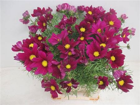 <h4>Cosmos Bipinnatus</h4>