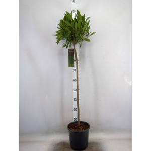 Laurus nobilis