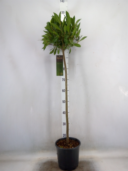 <h4>Laurus nobilis</h4>
