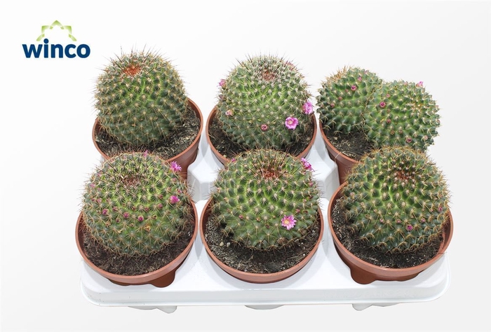 <h4>Mammillaria Spinossisima (flowering)</h4>