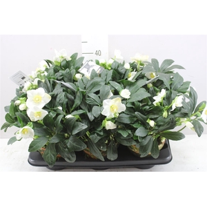 Helleborus Ni Winter Fleur 50+ Xl In Stenen Pot