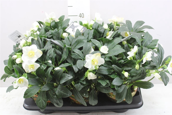 <h4>Helleborus Ni Winter Fleur 50+ Xl In Stenen Pot</h4>