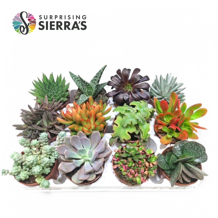 <h4>Sierra's® - Deluxe Succulents</h4>