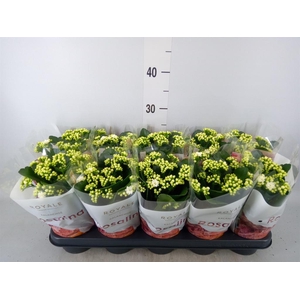 Kalanchoe blos. 'RosDon Dione'