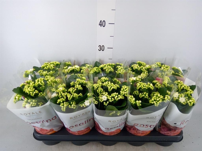<h4>Kalanchoe blos. 'RosDon Dione'</h4>