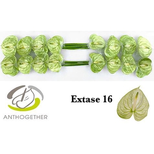 Anth A Extase 11 cm X16 Bouman