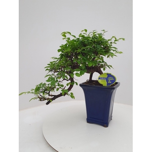 Zelkova parvifolia, 16cm., cascade, without drip tray