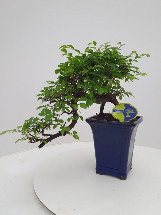 <h4>Zelkova parvifolia, 16cm., cascade, without drip tray</h4>