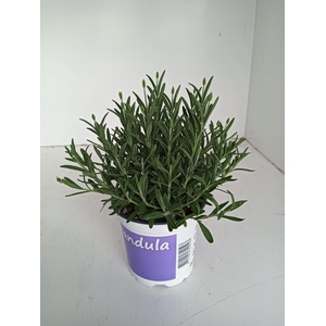 Lavendel Lavandula Hidcote blue blauw