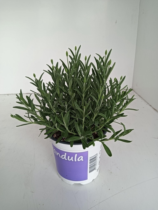 <h4>Lavendel Lavandula Hidcote blue blauw</h4>