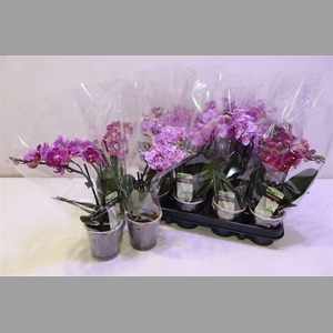 Phal Gem