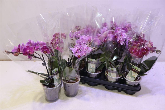 <h4>Phal Gem</h4>