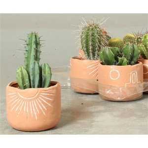 Cactus overig