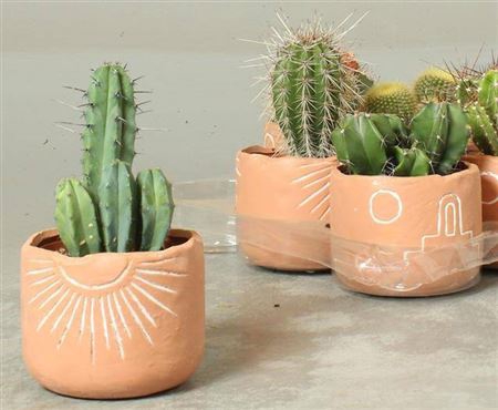 <h4>Cactus overig</h4>