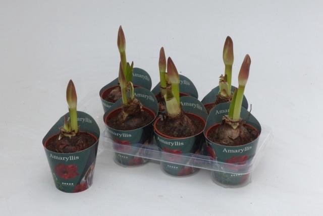 <h4>HIPP GA RED LION</h4>