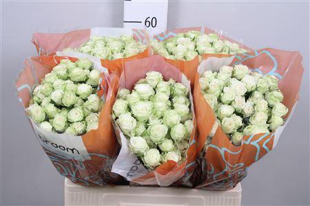 <h4>R Tr Green Glow</h4>