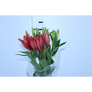 LIRIO LA POKERFACE 090 CM HT 2/3 FLS VERMELHO