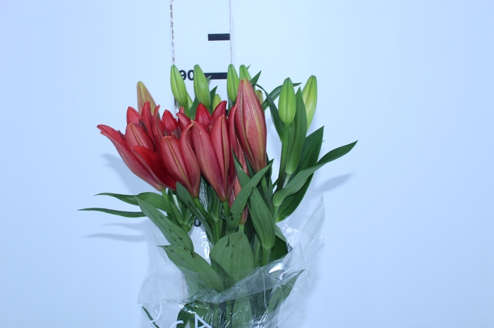 LIRIO LA POKERFACE 090 CM HT 2/3 FLS VERMELHO