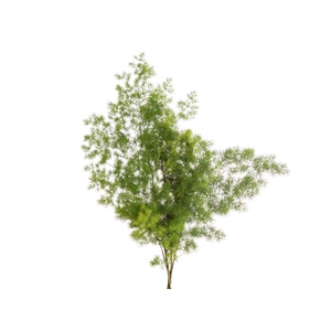 FOLH ASP MYRIOCLADUS 050 CM