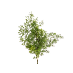 FOLH ASP MYRIOCLADUS 060 CM