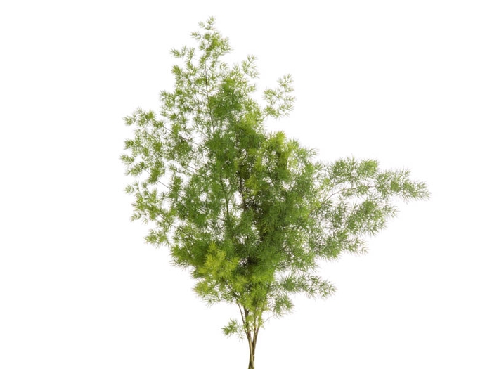 <h4>FOLH ASP MYRIOCLADUS 060 CM</h4>