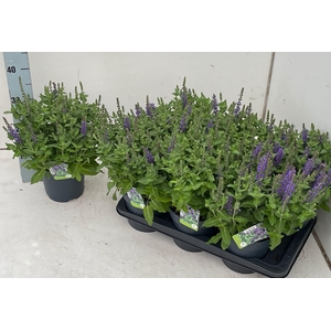 SALVIA NE OV
