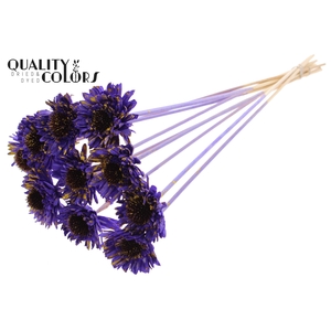Shola Daisy Sunflower 6cm on stem Splashed Purple/Yellow