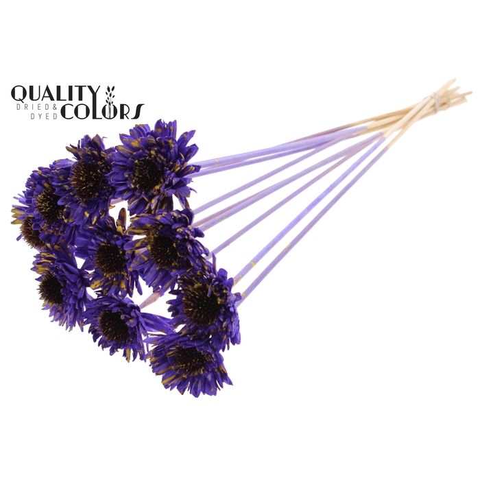 <h4>Shola Daisy Sunflower 6cm on stem Splashed Purple/Yellow</h4>