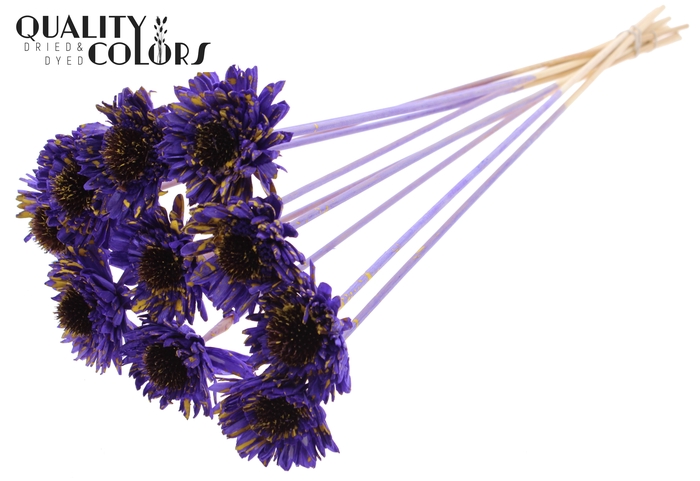 Shola Daisy Sunflower 6cm on stem Splashed Purple/Yellow