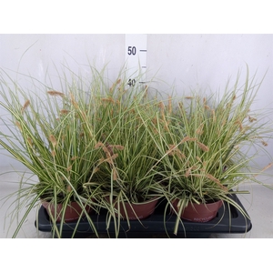 Carex hachijoensis 'Evergold'
