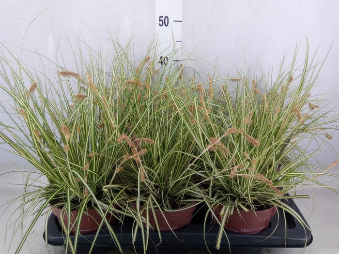 <h4>Carex hachijoensis 'Evergold'</h4>