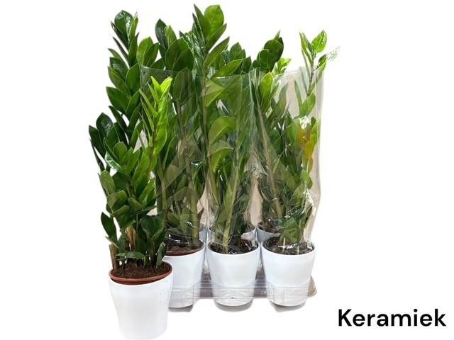 <h4>ZAMIO ZAMIIFOLIA</h4>