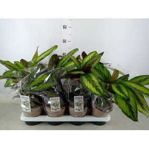 Calathea  'Beautystar'