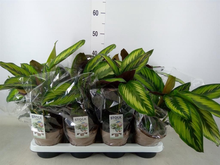 <h4>Calathea 'Beautystar'</h4>
