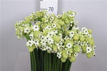 <h4>Ornit Saundersiae</h4>