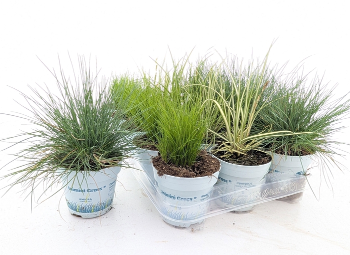 <h4>SIERG GEM 3 SRT FUST</h4>