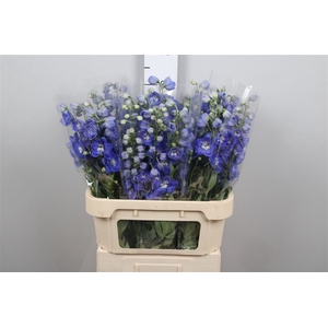 Delph Du Morning Blue