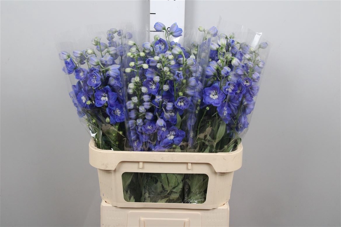 <h4>Delph Du Morning Blue</h4>
