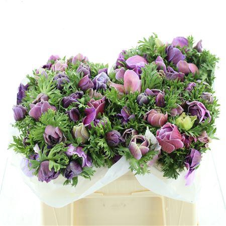 <h4>Anem Mistral Rarity Super</h4>