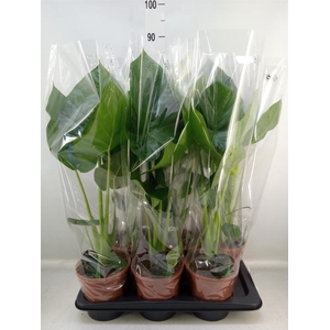 Alocasia macrorrhizos